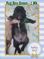 Pug Boy Green, a male Pug for sale in Rio, WV – 2 of 3
