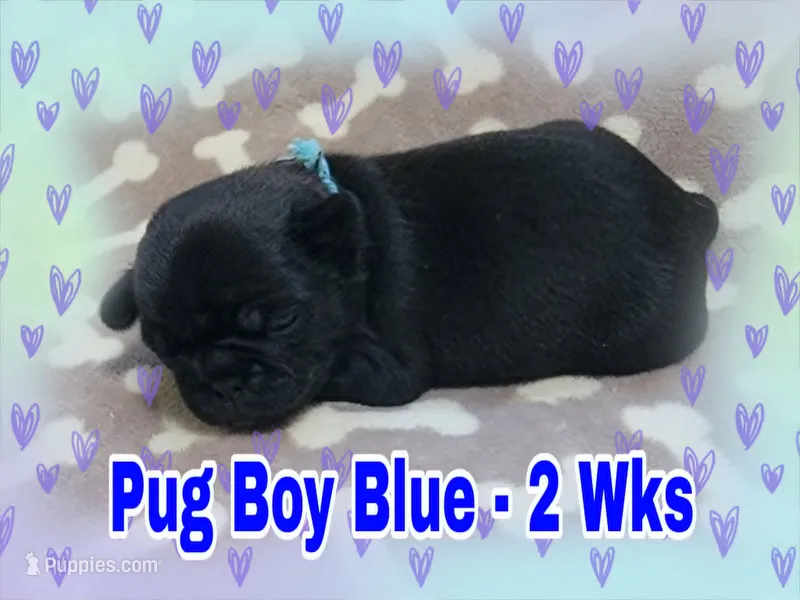 Pug Boy Blue – Pug puppy for sale in Rio, WV