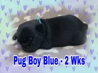 Pug Boy Blue, a male Pug for sale in Rio, WV – 3 of 6