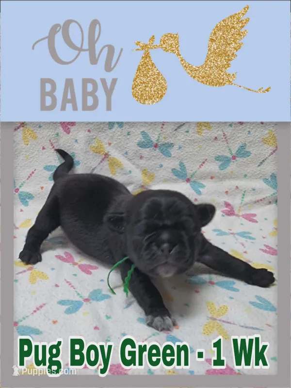Pug Boy Green – Pug puppy for sale in Rio, WV