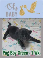 Pug Boy Green, a male Pug for sale in Rio, WV – 1 of 3