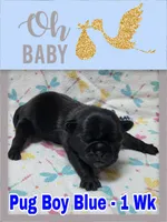Pug Boy Blue, a male Pug for sale in Rio, WV – 1 of 3