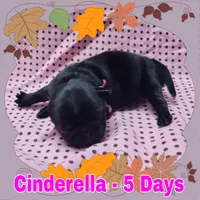 Black Pug Girl - Pink, a female Pug for sale in Rio, WV – 1 of 2