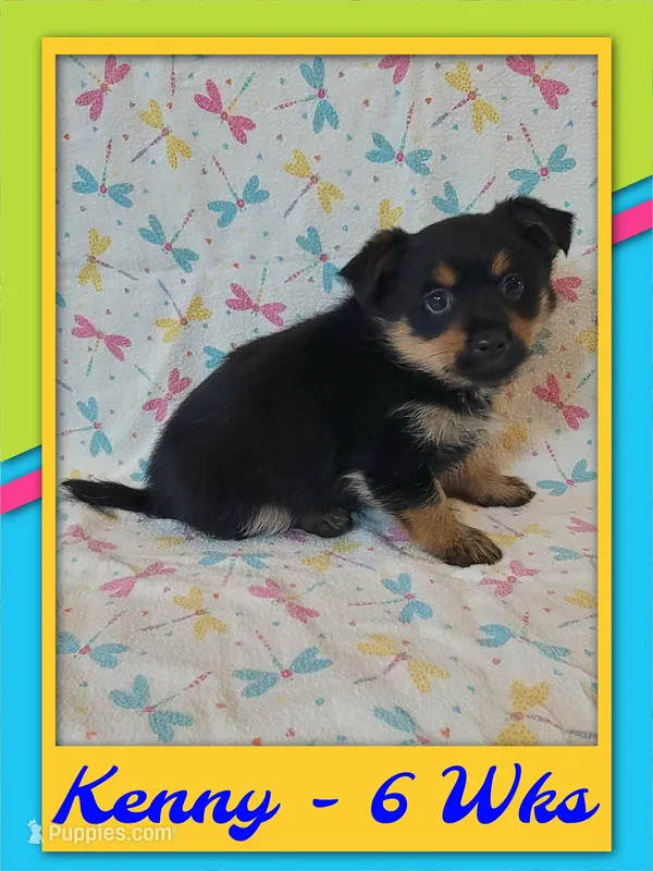 Kenny - Pomshire – Pomeranian, Yorkshire Terrier puppy for sale in Rio, WV
