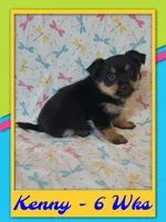 Kenny - Pomshire, a male Pomeranian and Yorkshire Terrier for sale in Rio, WV – 2 of 6