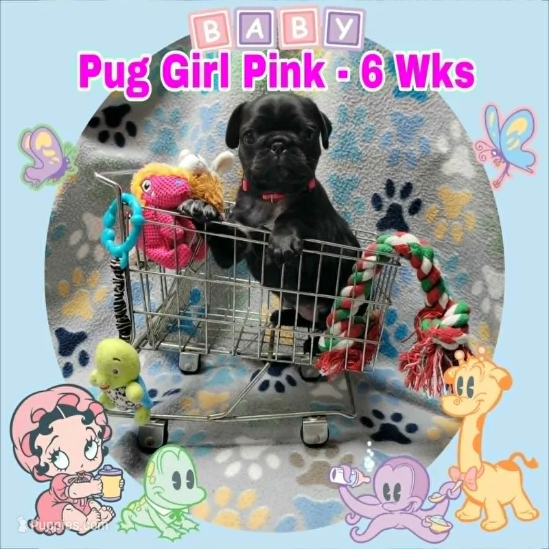 Pug Girl Pink – Pug puppy for sale in Rio, WV