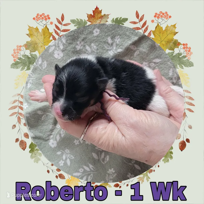 Pomeranian Boy - Purple – Pomeranian puppy for sale in Rio, WV