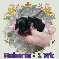 Pomeranian Boy - Purple, a male Pomeranian for sale in Rio, WV – 1 of 2