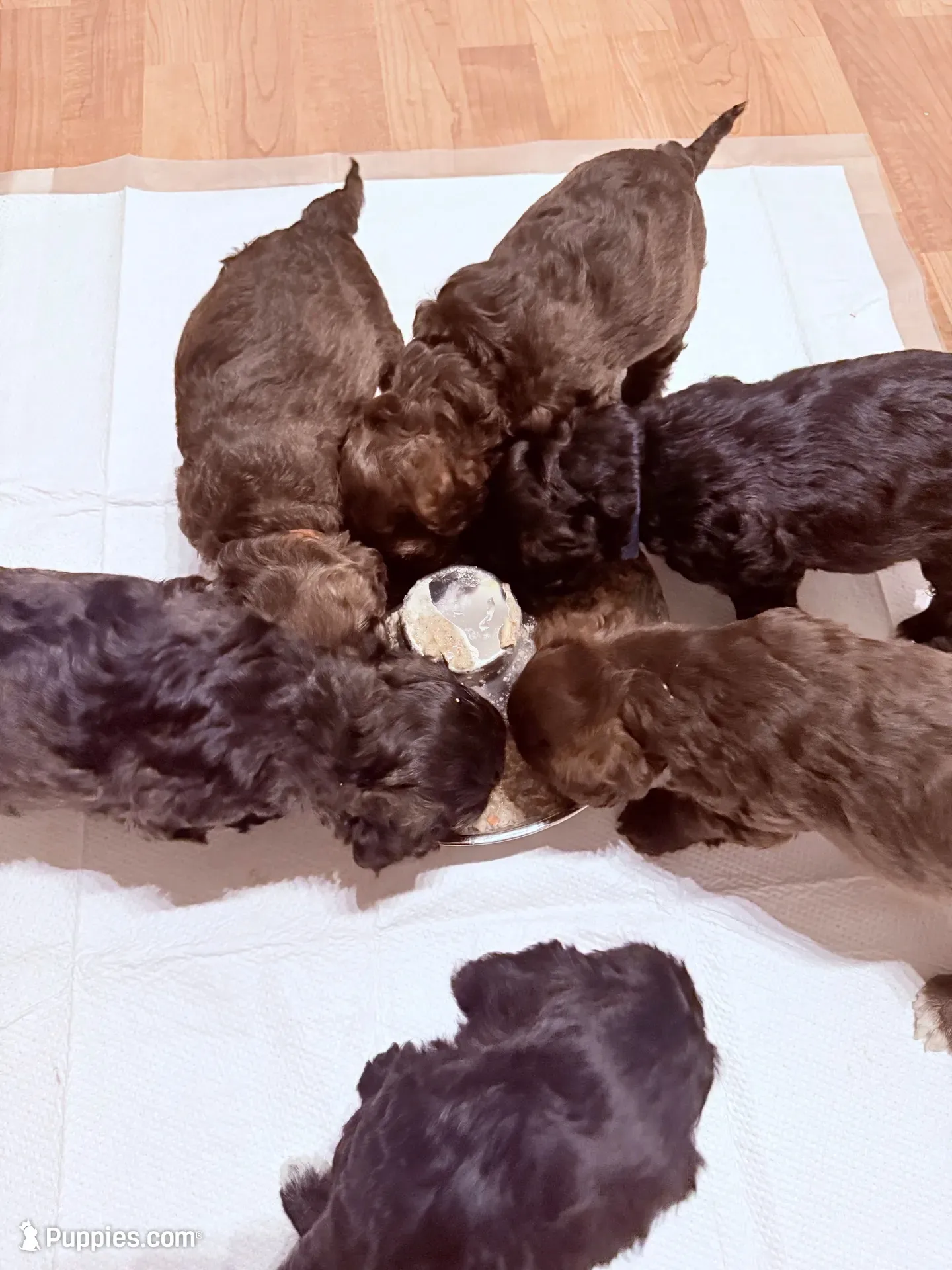 Lagotto / Mini Schnoizer Mix, a female Miniature Schnauzer and Lagotto Romagnolo for sale in Irvine, CA – 3 of 5