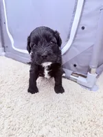 Lagotto / Mini Schnoizer Mix, a female Miniature Schnauzer and Lagotto Romagnolo for sale in Irvine, CA – 5 of 5