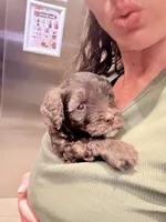 Lagotto / Mini Schnoizer Mix, a female Miniature Schnauzer and Lagotto Romagnolo for sale in Irvine, CA – 4 of 5