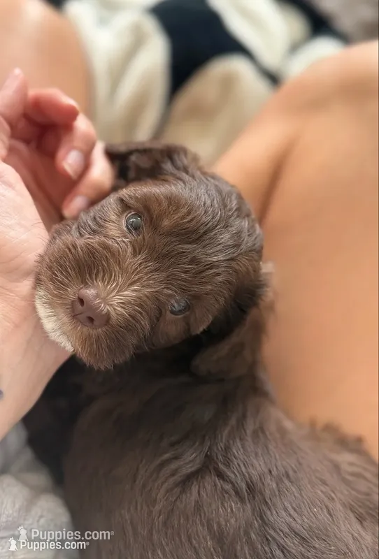 Lagotto / Mini Schnoizer Mix – Miniature Schnauzer, Lagotto Romagnolo puppy for sale in Irvine, CA