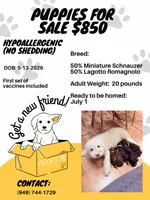 Lagotto / Mini Schnoizer Mix, a female Miniature Schnauzer and Lagotto Romagnolo for sale in Irvine, CA – 2 of 5