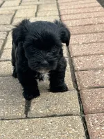 Midnight KB black yorkie, a male Yorkshire Terrier for sale in Worth, IL – 4 of 5