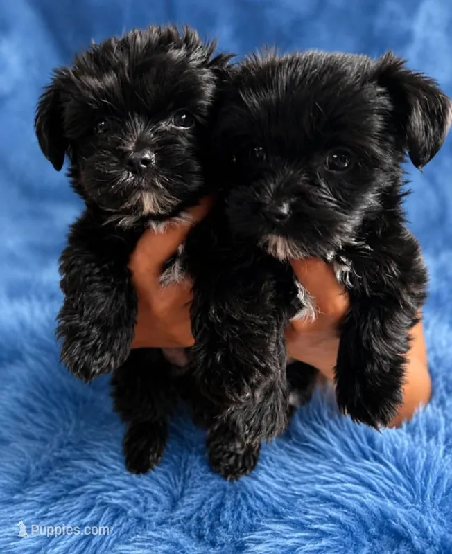 Shadow KB black yorkie – Yorkshire Terrier puppy for sale in Worth, IL