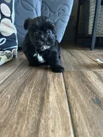 Shadow KB black yorkie, a male Yorkshire Terrier for sale in Worth, IL – 3 of 5