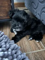 Shadow KB black yorkie, a male Yorkshire Terrier for sale in Worth, IL – 2 of 5