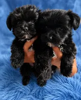 Midnight KB black yorkie, a male Yorkshire Terrier for sale in Worth, IL – 5 of 5