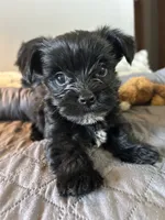 Midnight KB black yorkie, a male Yorkshire Terrier for sale in Worth, IL – 3 of 5