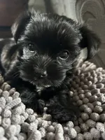 Midnight KB black yorkie, a male Yorkshire Terrier for sale in Worth, IL – 2 of 5