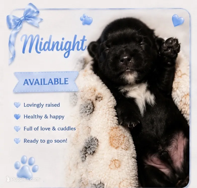 Midnight KB black yorkie – Yorkshire Terrier puppy for sale in Worth, IL