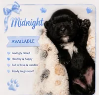 Midnight KB black yorkie, a male Yorkshire Terrier for sale in Worth, IL – 1 of 5