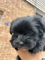 Shadow KB black yorkie, a male Yorkshire Terrier for sale in Worth, IL – 5 of 5