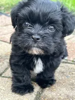 Shadow KB black yorkie, a male Yorkshire Terrier for sale in Worth, IL – 4 of 5