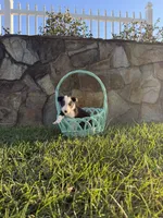 Sally, a female Border Collie for sale in Hazlehurst, GA – 4 of 5