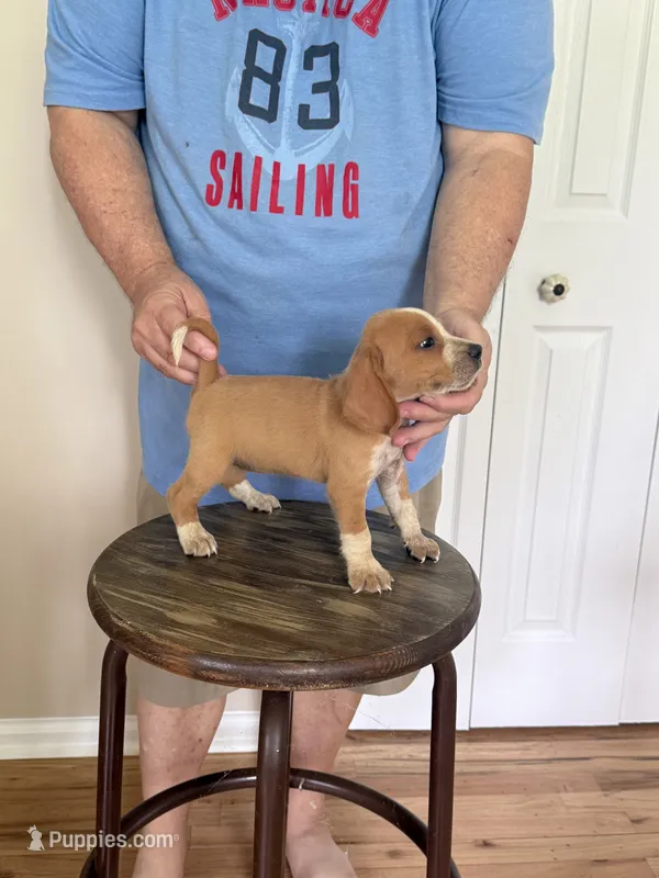 Sassy girl – Beagle puppy for sale in Hazlehurst, GA