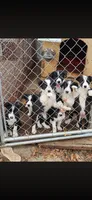 Baby girl, a female Border Collie for sale in Hazlehurst, GA – Photo 3 of 5