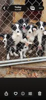 Baby girl, a female Border Collie for sale in Hazlehurst, GA – Photo 1 of 5
