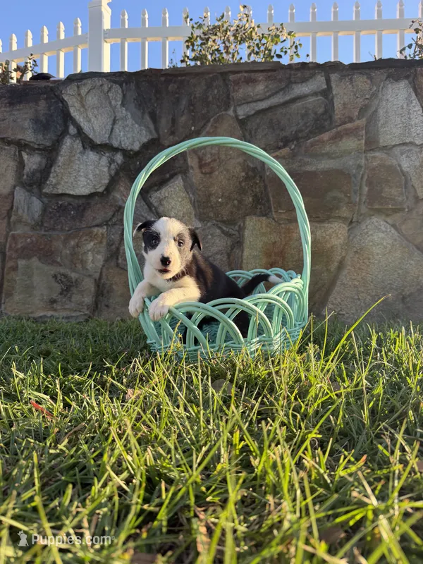 Sammy – Border Collie puppy for sale in Hazlehurst, GA