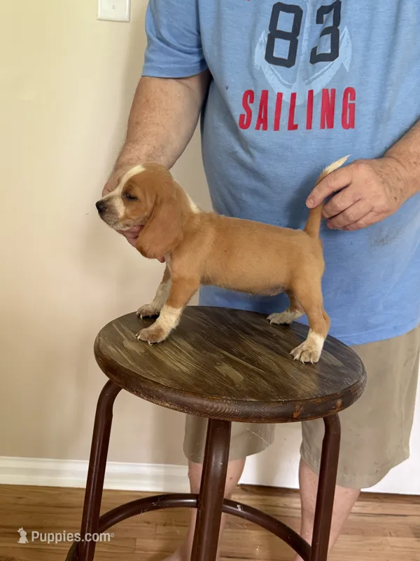 Sassy girl – Beagle puppy for sale in Hazlehurst, GA