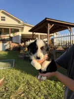 Sammy, a female Border Collie for sale in Hazlehurst, GA – 2 of 5