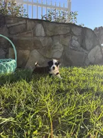 Sammy, a female Border Collie for sale in Hazlehurst, GA – 4 of 5