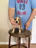 Pocket Joy boy, a male Beagle for sale in Hazlehurst, GA – 2 of 5