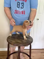 Pocket Joy boy, a male Beagle for sale in Hazlehurst, GA – 3 of 5