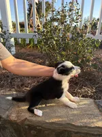 Sally, a female Border Collie for sale in Hazlehurst, GA – 3 of 5