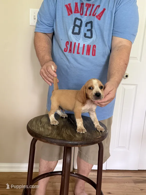 AKC Cody – Beagle puppy for sale in Hazlehurst, GA