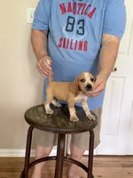 AKC Cody, a male Beagle for sale in Hazlehurst, GA – 1 of 3