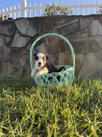 Sally, a female Border Collie for sale in Hazlehurst, GA – 2 of 5