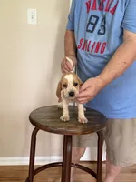 AKC Brody, a male Beagle for sale in Hazlehurst, GA – 3 of 4