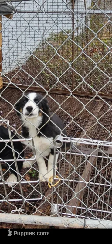 Buddy – Border Collie puppy for sale in Hazlehurst, GA