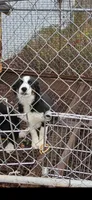 Buddy, a male Border Collie for sale in Hazlehurst, GA – Photo 1 of 3