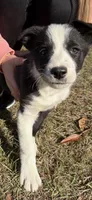 Buddy, a male Border Collie for sale in Hazlehurst, GA – Photo 3 of 3