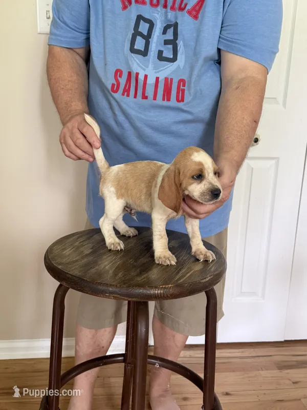 Pocket Joy boy – Beagle puppy for sale in Hazlehurst, GA