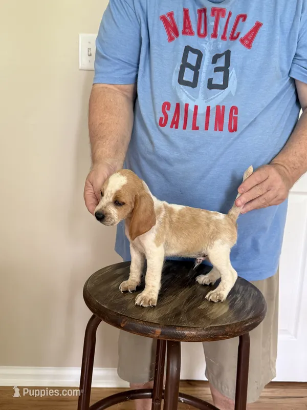 AKC Brody – Beagle puppy for sale in Hazlehurst, GA