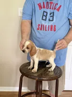 AKC Brody, a male Beagle for sale in Hazlehurst, GA – 1 of 4