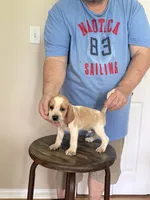 AKC Brody, a male Beagle for sale in Hazlehurst, GA – 2 of 4
